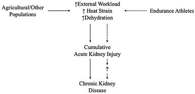 Heat Strain, External Workload, and Chronic Kidney Disease in Tropical Settings: Are Endurance Athletes Exposed?